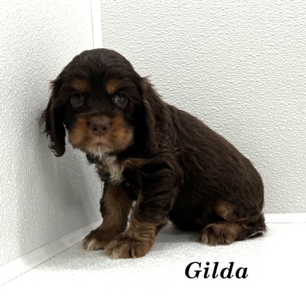 puppy, for, sale, Cocker Spaniel, Joe & Cherri  Overlease, dog, breeder, Miller, MO, dog-breeder, puppy-for-sale, forsale, nearby, find, puppyfind, locator, puppylocator, aca